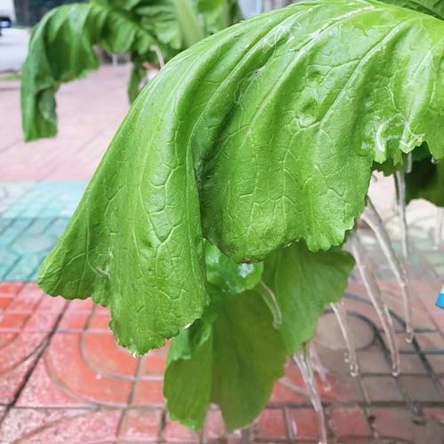中方县天气预报,气候特征与生活指南-全方位解析-第2张图片-123天气 中方县天气预报,气候特征与生活指南-全方位解析-第2张图片-123天气